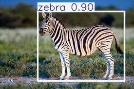 Zebra detected and annotated