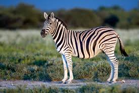 Picture with Zebra